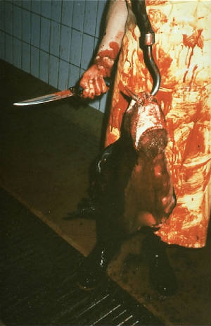 matadero3.jpg