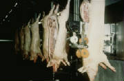 matadero6.jpg